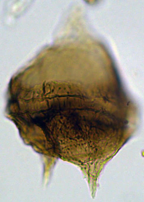 Cerodinium cpx cf wardenenseCwa27X31101120951080a.jpg